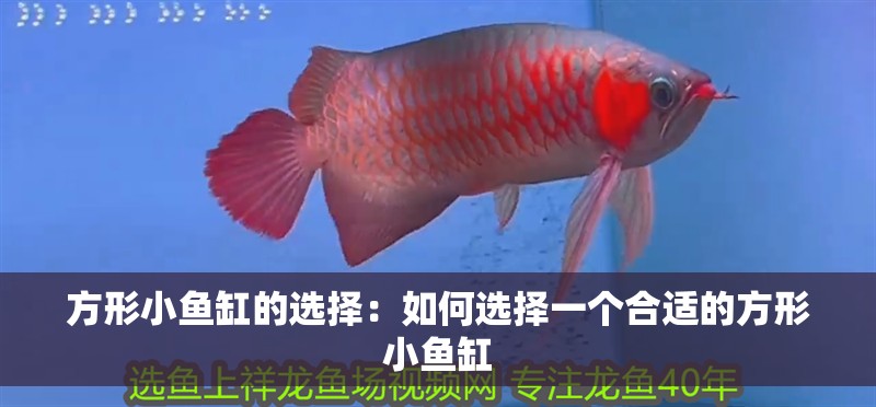 方形小魚缸的選擇：如何選擇一個合適的方形小魚缸