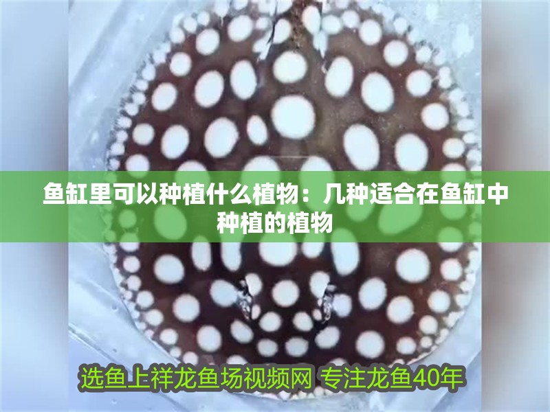 魚缸里可以種植什么植物：幾種適合在魚缸中種植的植物 魚缸里可以種植什么植物：幾種適合在魚缸中種植的植物 魚缸百科