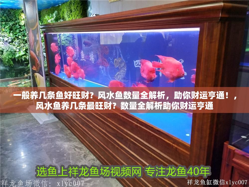 一般養(yǎng)幾條魚好旺財？風(fēng)水魚數(shù)量全解析，助你財運亨通！，風(fēng)水魚養(yǎng)幾條最旺財？數(shù)量全解析助你財運亨通