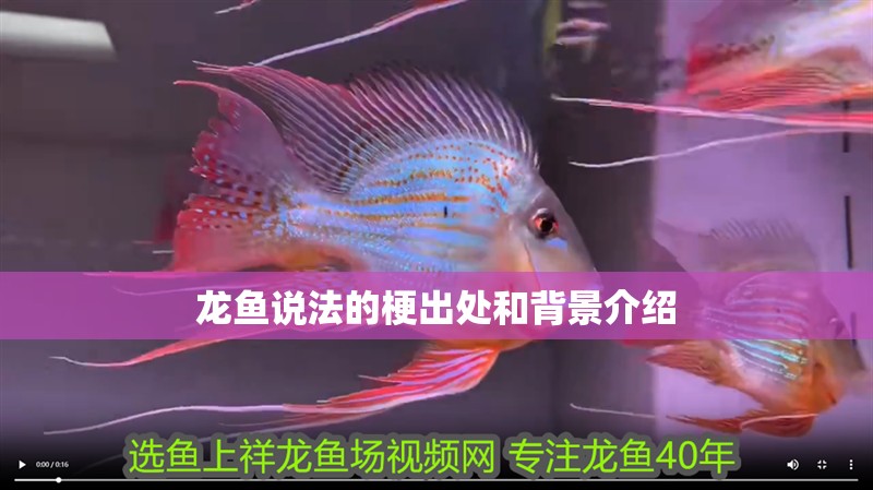 龍魚(yú)說(shuō)法的梗出處和背景介紹
