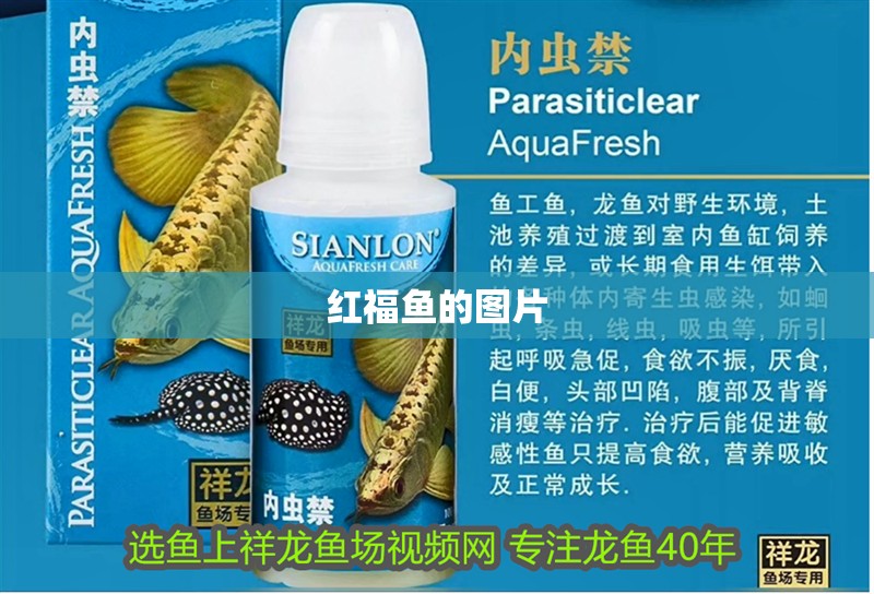 紅福魚(yú)的圖片