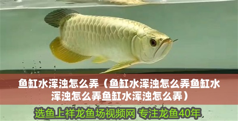 魚缸水渾濁怎么弄（魚缸水渾濁怎么弄魚缸水渾濁怎么弄魚缸水渾濁怎么弄） 魚缸水渾濁怎么弄（魚缸水渾濁怎么弄魚缸水渾濁怎么弄魚缸水渾濁怎么弄） 魚缸百科