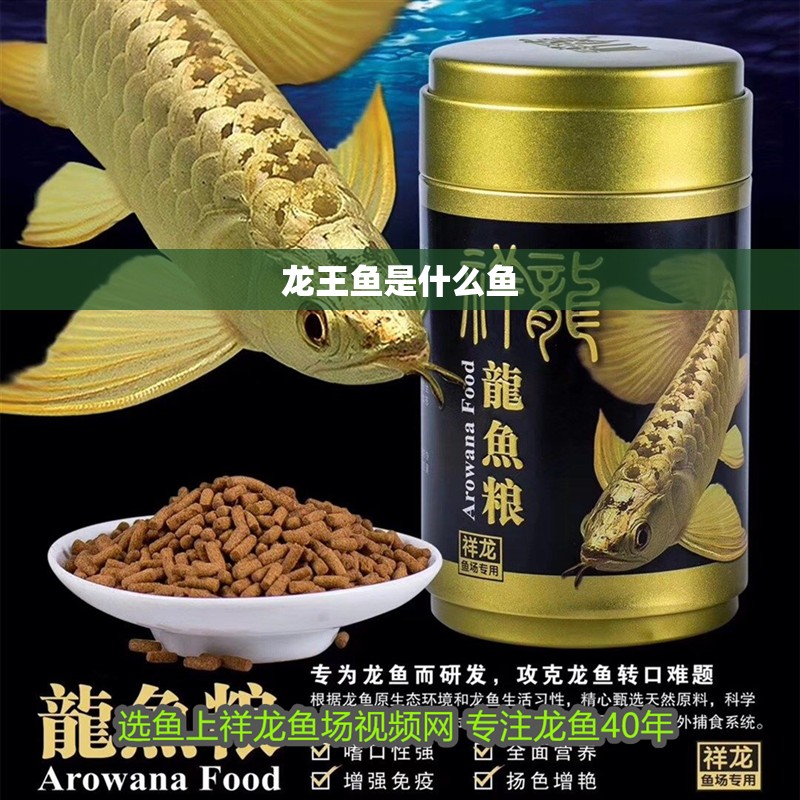 我的虎魚真菌感染了要怎么處理 龍王魚是什么魚 龍魚論壇 龍王魚是什么魚 龍王魚是什么魚 龍魚論壇
