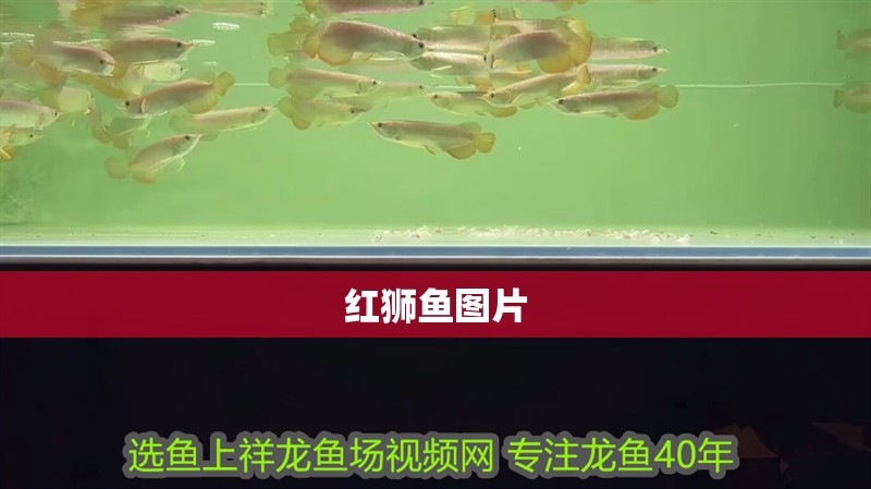 給大魚缸換水的作文:體驗給大魚缸換水的樂趣:體驗給大魚缸換水:給大魚缸換水的作文 紅獅魚圖片 龍魚論壇 紅獅魚圖片 紅獅魚圖片 龍魚論壇