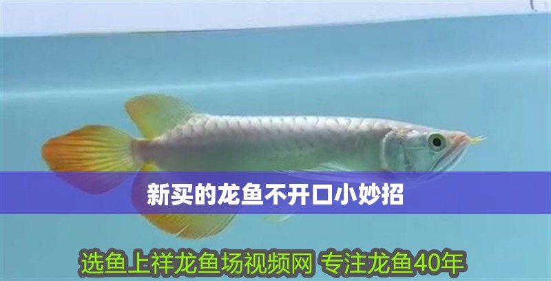 魚缸用增氧泵價格是多少:魚缸增氧機-xtrac增氧機-xtrac增氧機 新買的龍魚不開口小妙招 龍魚論壇 新買的龍魚不開口小妙招 新買的龍魚不開口小妙招 龍魚論壇