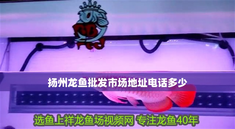 揚州龍魚批發市場地址電話多少