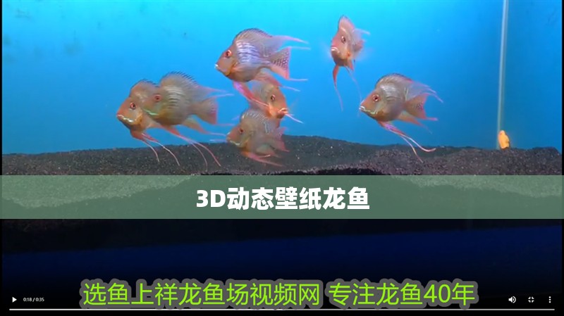 鸚鵡魚和銀龍魚混養怎樣喂食 3D動態壁紙龍魚 龍魚論壇 3D動態壁紙龍魚 3D動態壁紙龍魚 龍魚論壇