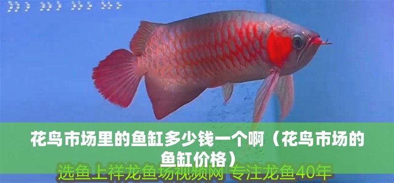 花鳥市場里的魚缸多少錢一個啊（花鳥市場的魚缸價格）