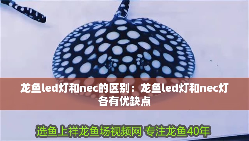 龍魚led燈和nec的區別：龍魚led燈和nec燈各有優缺點 龍魚led燈和nec的區別：龍魚led燈和nec燈各有優缺點 龍魚百科