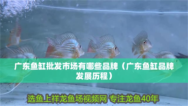 廣東魚缸批發(fā)市場(chǎng)有哪些品牌（廣東魚缸品牌發(fā)展歷程）