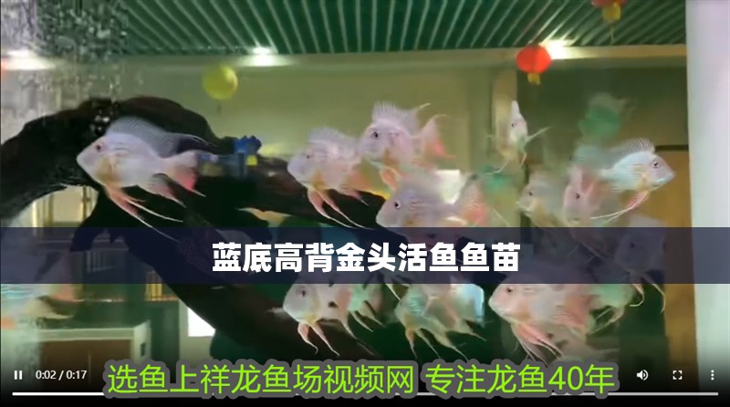 藍底高背金頭活魚魚苗