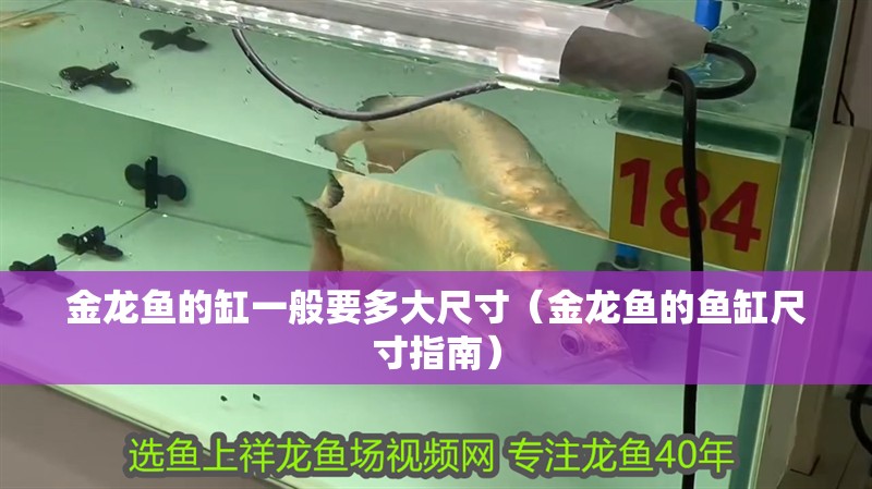 金龍魚的缸一般要多大尺寸（金龍魚的魚缸尺寸指南）
