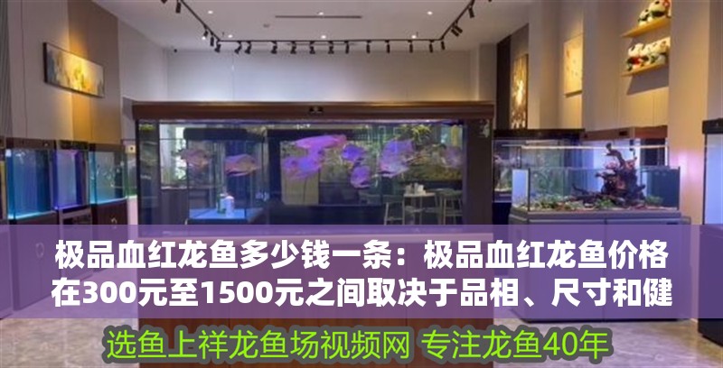 極品血紅龍魚多少錢一條：極品血紅龍魚價格在300元至1500元之間取決于品相、尺寸和健康狀況