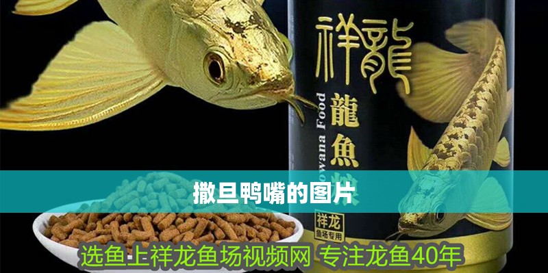 撒旦鴨嘴的圖片