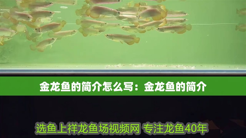 金龍魚的簡介怎么寫：金龍魚的簡介 金龍魚的簡介怎么寫：金龍魚的簡介 龍魚百科