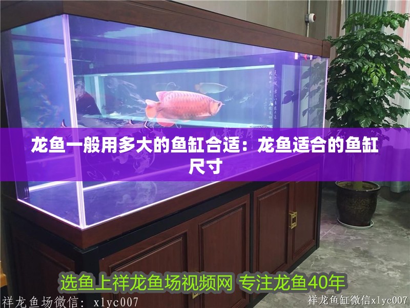 龍魚一般用多大的魚缸合適：龍魚適合的魚缸尺寸