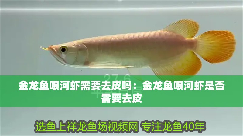 金龍魚喂河蝦需要去皮嗎：金龍魚喂河蝦是否需要去皮