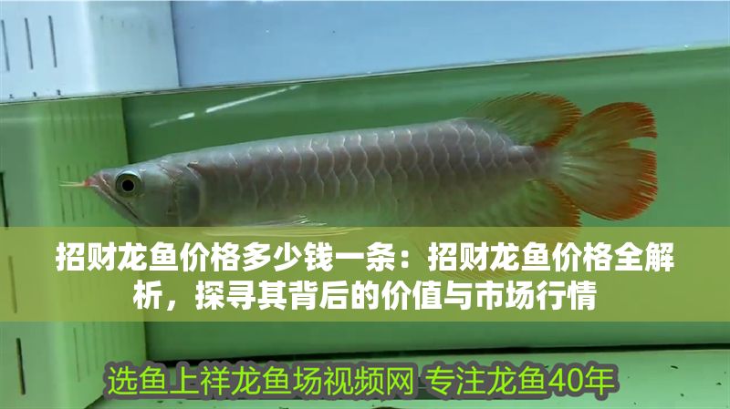 招財龍魚價格多少錢一條：招財龍魚價格全解析，探尋其背后的價值與市場行情