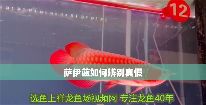 薩伊藍如何辨別真假