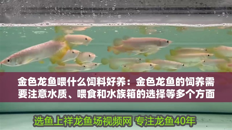 金色龍魚喂什么飼料好養：金色龍魚的飼養需要注意水質、喂食和水族箱的選擇等多個方面