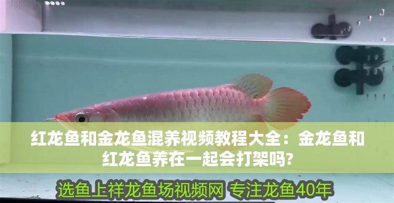 紅龍魚和金龍魚混養(yǎng)視頻教程大全：金龍魚和紅龍魚養(yǎng)在一起會(huì)打架嗎?