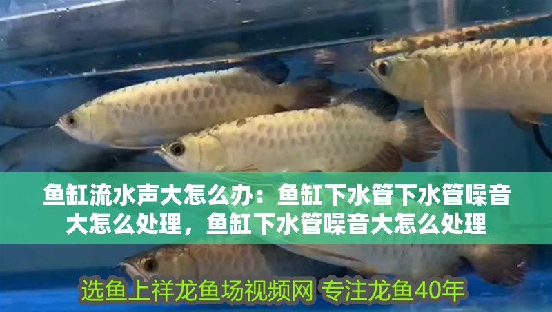 魚缸流水聲大怎么辦：魚缸下水管下水管噪音大怎么處理，魚缸下水管噪音大怎么處理 魚缸流水聲大怎么辦：魚缸下水管下水管噪音大怎么處理，魚缸下水管噪音大怎么處理 魚缸百科