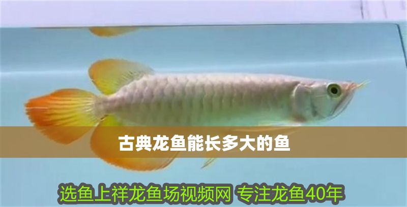 古典龍魚能長(zhǎng)多大的魚