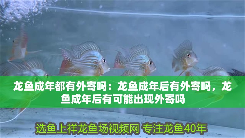 龍魚成年都有外寄嗎：龍魚成年后有外寄嗎，龍魚成年后有可能出現外寄嗎