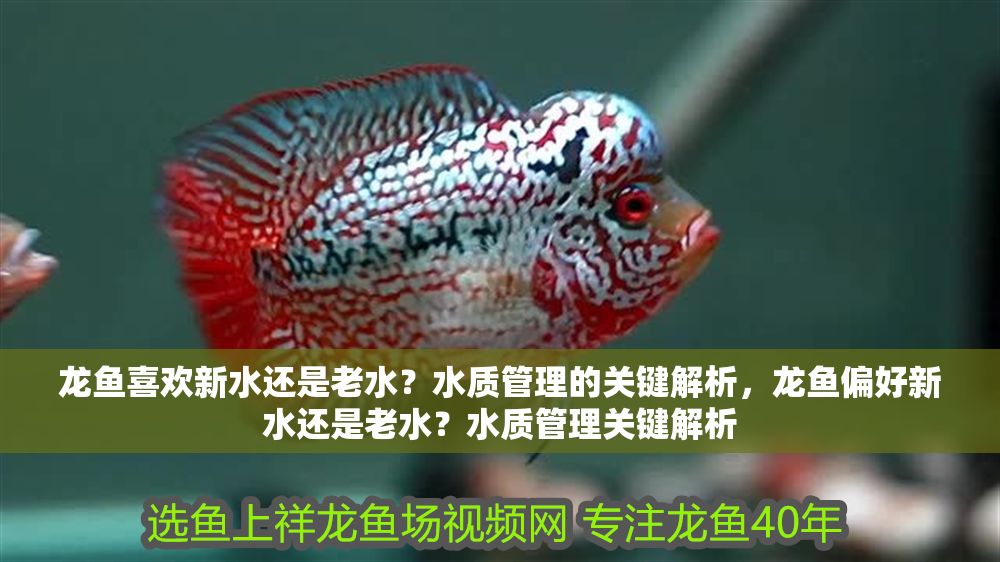 龍魚喜歡新水還是老水？水質管理的關鍵解析，龍魚偏好新水還是老水？水質管理關鍵解析