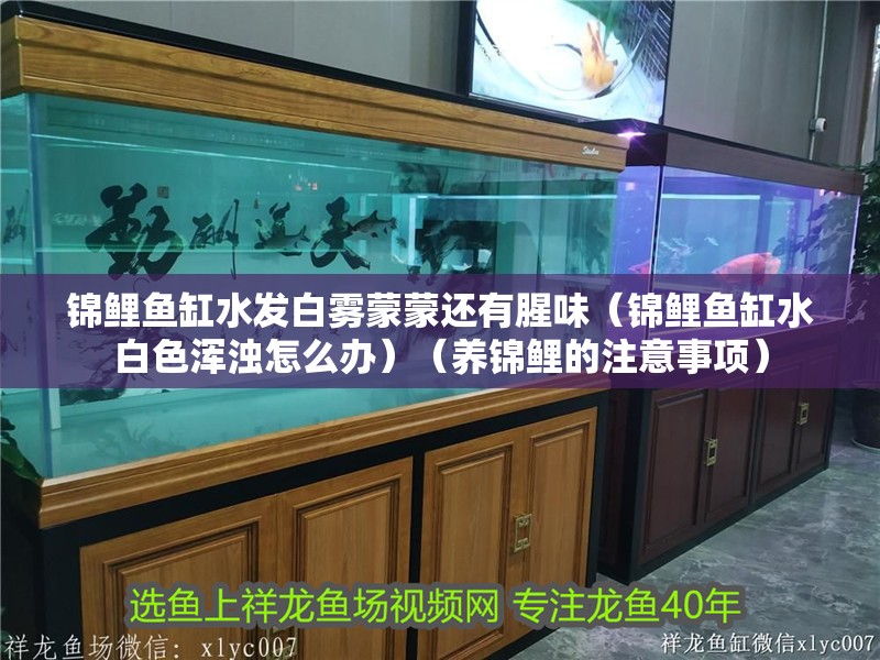 紅龍魚用黃燈烤有用嗎 錦鯉魚缸水發(fā)白霧蒙蒙還有腥味(錦鯉魚缸水白色渾濁怎么辦)(養(yǎng)錦鯉的注意事項) 魚缸百科 錦鯉魚缸水發(fā)白霧蒙蒙還有腥味(錦鯉魚缸水白色渾濁怎么辦)(養(yǎng)錦鯉的注意事項) 錦鯉魚缸水發(fā)白霧蒙蒙還有腥味(錦鯉魚缸水白色渾濁怎么辦)(養(yǎng)錦鯉的注意事項) 魚缸百科