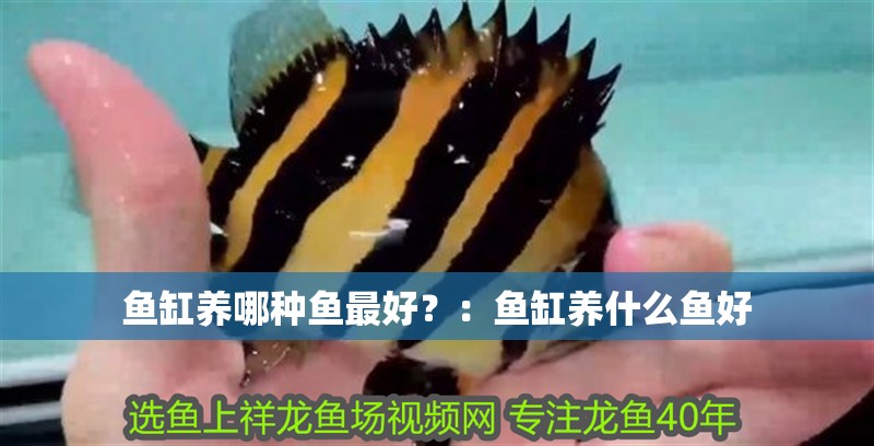 魚缸養(yǎng)哪種魚最好？：魚缸養(yǎng)什么魚好 魚缸養(yǎng)哪種魚最好？：魚缸養(yǎng)什么魚好 魚缸百科