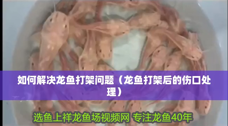 如何解決龍魚打架問題（龍魚打架后的傷口處理）