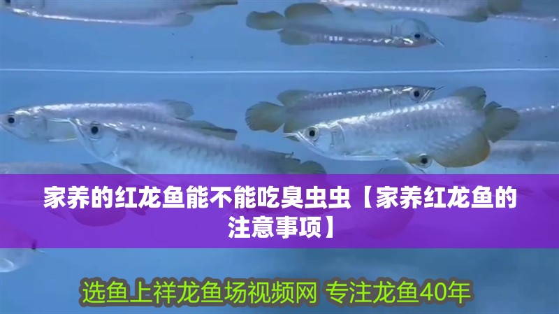 家養的紅龍魚能不能吃臭蟲蟲【家養紅龍魚的注意事項】