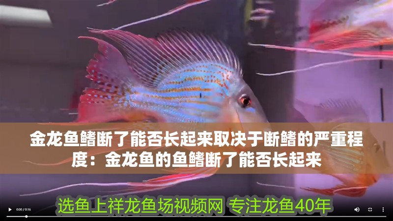 金龍魚鰭斷了能否長起來取決于斷鰭的嚴重程度：金龍魚的魚鰭斷了能否長起來