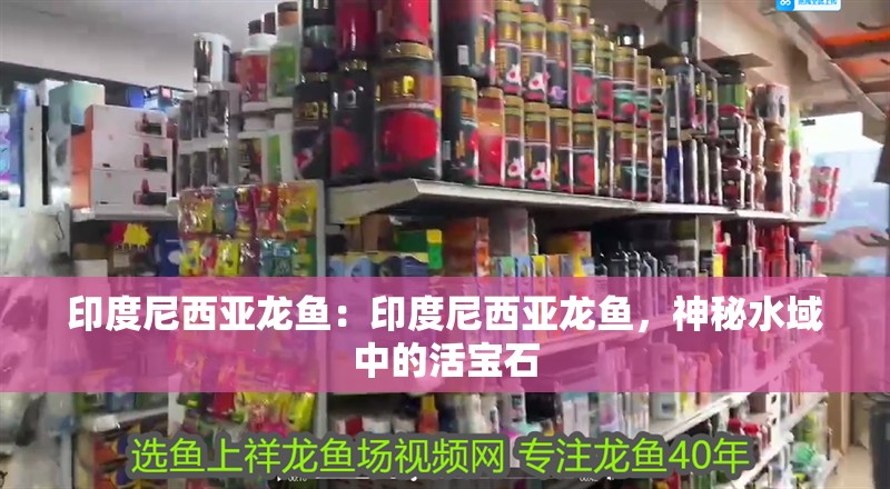 印度尼西亞龍魚：印度尼西亞龍魚，神秘水域中的活寶石