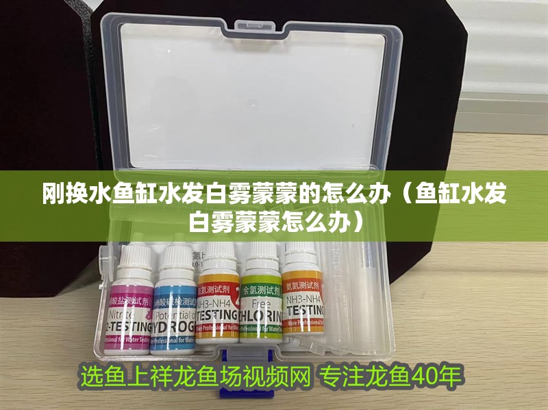 剛換水魚缸水發(fā)白霧蒙蒙的怎么辦（魚缸水發(fā)白霧蒙蒙怎么辦）