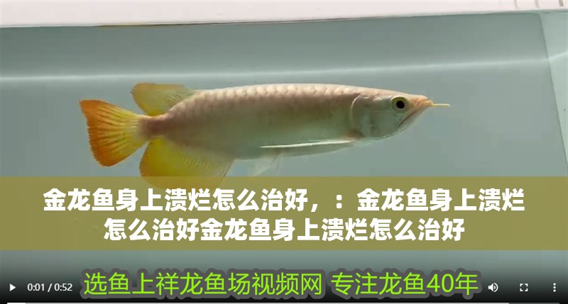 金龍魚身上潰爛怎么治好，：金龍魚身上潰爛怎么治好金龍魚身上潰爛怎么治好