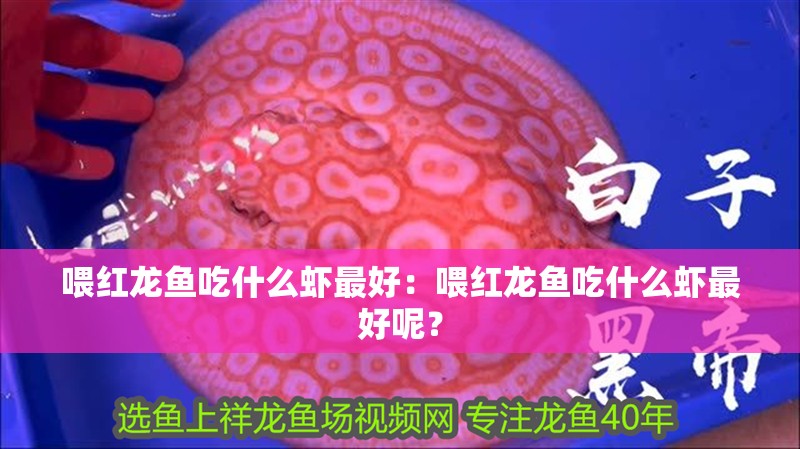 喂紅龍魚吃什么蝦最好：喂紅龍魚吃什么蝦最好呢？