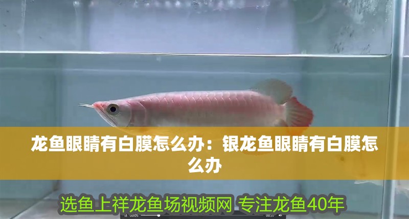 龍魚眼睛有白膜怎么辦：銀龍魚眼睛有白膜怎么辦