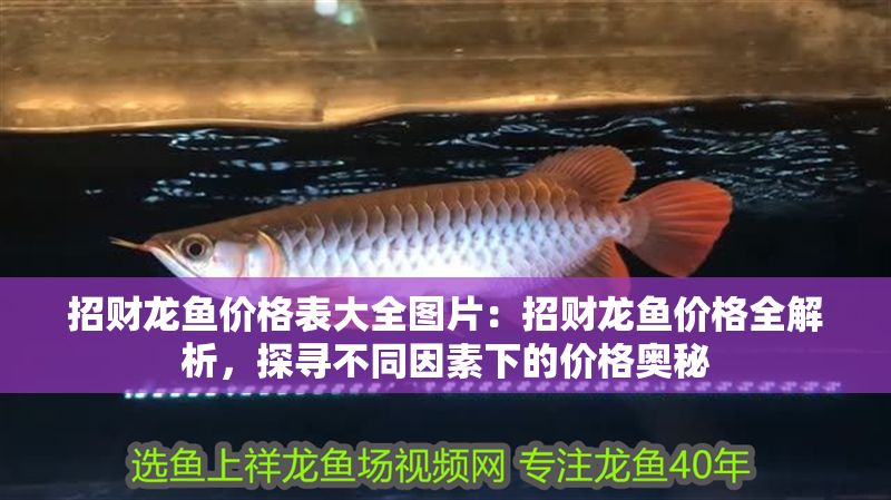 招財龍魚價格表大全圖片：招財龍魚價格全解析，探尋不同因素下的價格奧秘
