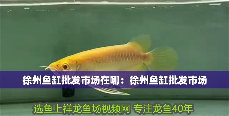 徐州魚缸批發市場在哪：徐州魚缸批發市場