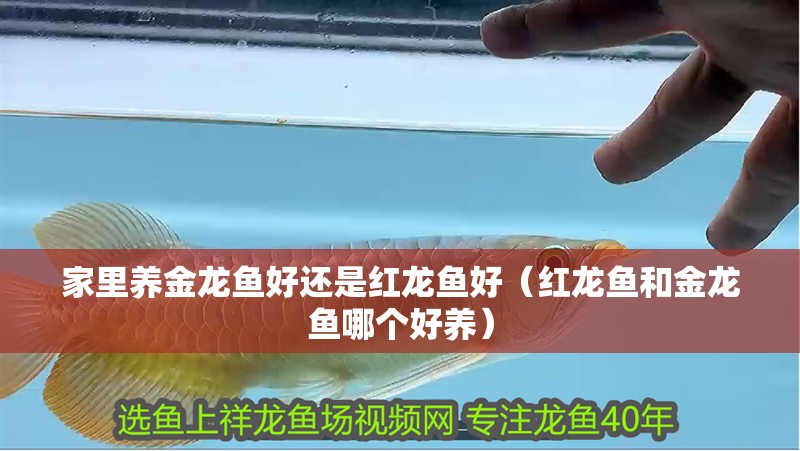 家里養(yǎng)金龍魚好還是紅龍魚好（紅龍魚和金龍魚哪個(gè)好養(yǎng)）