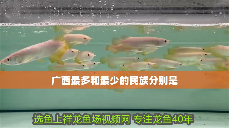 廣西最多和最少的民族分別是