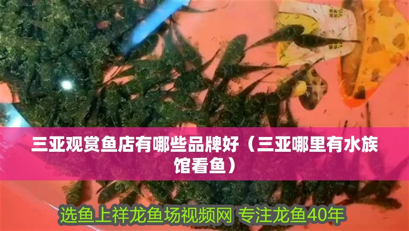 三亞觀賞魚店有哪些品牌好（三亞哪里有水族館看魚）