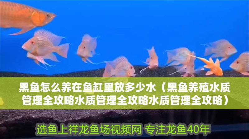 黑魚怎么養在魚缸里放多少水（黑魚養殖水質管理全攻略水質管理全攻略水質管理全攻略）