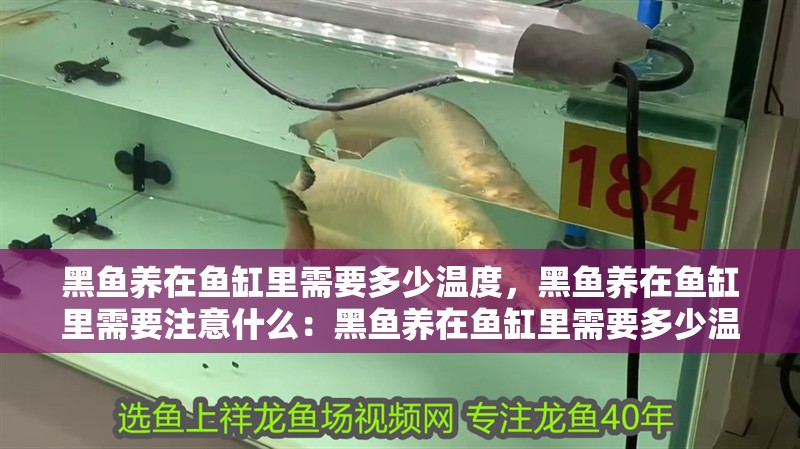 黑魚養在魚缸里需要多少溫度，黑魚養在魚缸里需要注意什么：黑魚養在魚缸里需要多少溫度