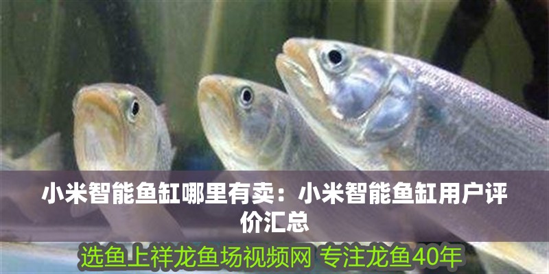 小米智能魚缸哪里有賣：小米智能魚缸用戶評價匯總