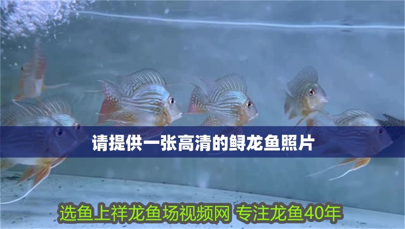 請提供一張高清的鱘龍魚照片