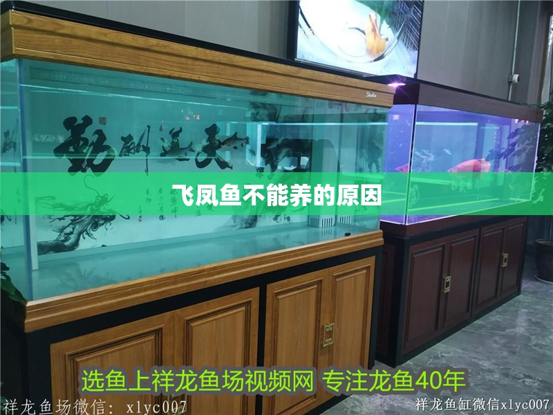 飛鳳魚不能養的原因
