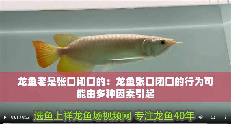 紅龍魚用黃燈烤有用嗎 龍魚老是張口閉口的:龍魚張口閉口的行為可能由多種因素引起 龍魚百科 龍魚老是張口閉口的:龍魚張口閉口的行為可能由多種因素引起 龍魚老是張口閉口的:龍魚張口閉口的行為可能由多種因素引起 龍魚百科